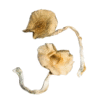 Golden Teachers Magic Mushrooms