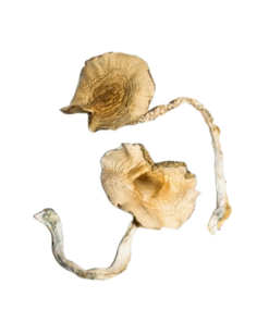 Golden Teachers Magic Mushrooms