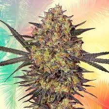 Beste Cali Gras Indicasorten Für Entspannung